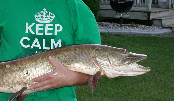 31 Muskie